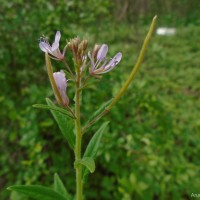 <i>Cleome rutidosperma</i>  var.  burmanni  (Wight & Arn.) Siddiqui & S.N.Dixit